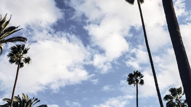 622x1280 LA palm trees Wallpaper by Adambel1227 - a1 - Free on ZEDGE™