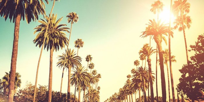 1200x765 Los angeles palm tree / Restaurants center city philadelphia