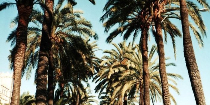 850x1246 Fancy Flying To New York Or LA For £130? | P l a c e s | Palm trees