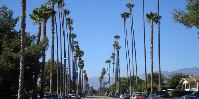 1600x1200 55+ Los Angeles Palm Trees Wallpapers - Download at WallpaperBro