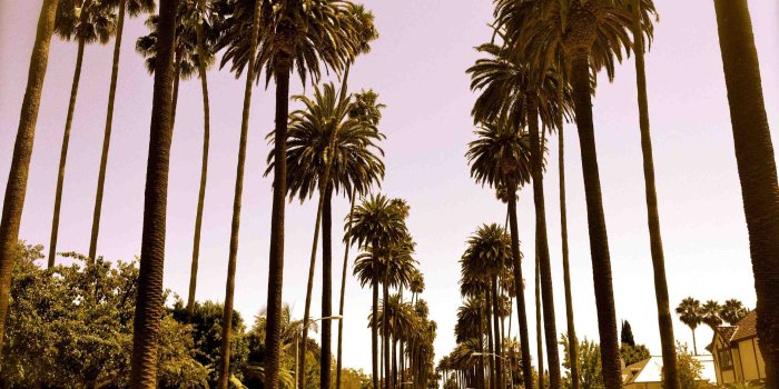 2579x1934 Los angeles palm tree - Cooking classes laguna beach