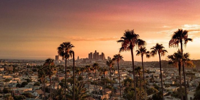 1080x1335 55+ Los Angeles Palm Trees Wallpapers - Download at WallpaperBro