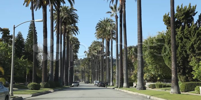 1920x1088 Los angeles palm tree / Restaurants center city philadelphia