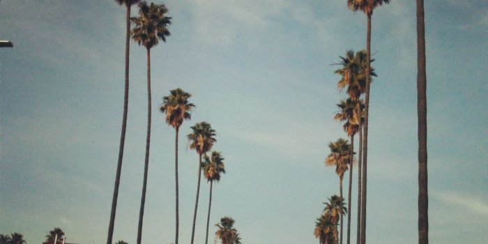 1280x1280 Los Angeles Palm Trees Wallpaper (75+ images in Collection) Page 1