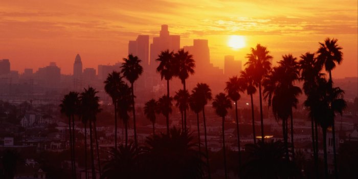 1920x1080 55+ Los Angeles Palm Trees Wallpapers - Download at WallpaperBro