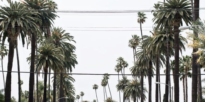 736x1102 Simona on ᵖˡᵃᶜᵉˢ in 2019 | Los angeles palm trees, Iphone