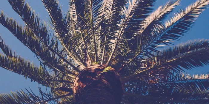1242x2208 Palm Tree iPhone Wallpaper (67+ images)