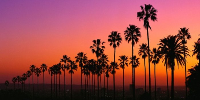 1600x1030 Los Angeles Palm Trees Wallpaper (75+ images in Collection) Page 2