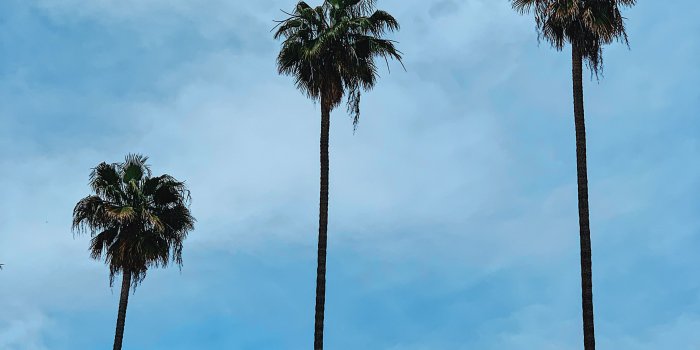 3024x4032 LA palm trees | LOS ANGELES in 2019 | Instagram, Tree wallpaper, Los