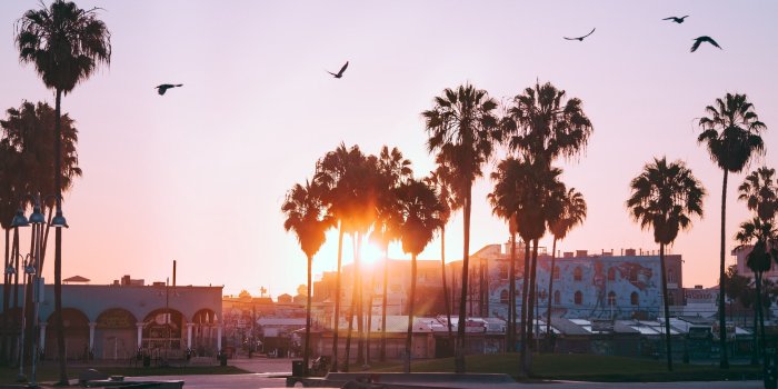 3840x2400 Los Angeles Palm Trees Wallpaper (75+ images in Collection) Page 2