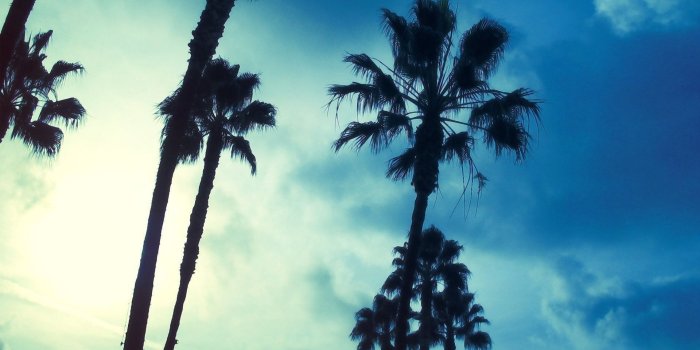 1920x1080 Palm Tree iPhone Wallpaper (67+ images)