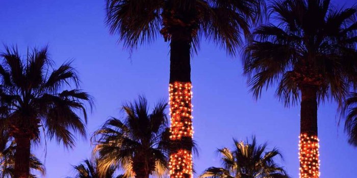 1024x768 48+] California Palm Trees Wallpaper on WallpaperSafari