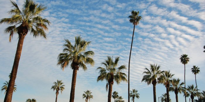 3872x2592 The Eight Most Essential Living Trees in Los Angeles (and One Dead