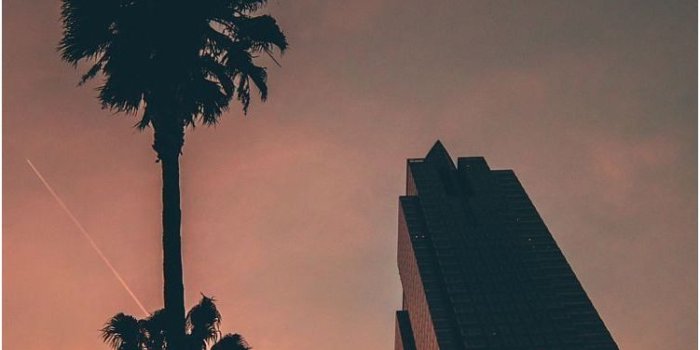 751x1335 Los Angeles Iphone Wallpaper Lovely Palm Tree Wallpaper - Chill