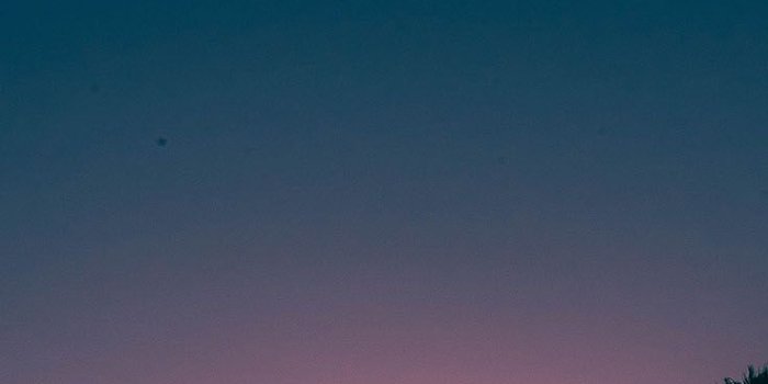 736x1308 Palm Trees Wallpapers