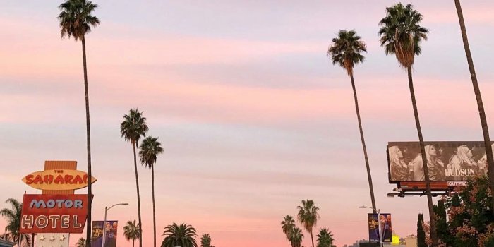 1080x1349 Los Angeles Palm Trees Wallpaper (75+ images in Collection) Page 1