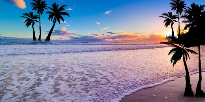 1920x1080 Palm Trees Wallpapers