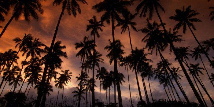 1920x1080 55+ Los Angeles Palm Trees Wallpapers - Download at WallpaperBro