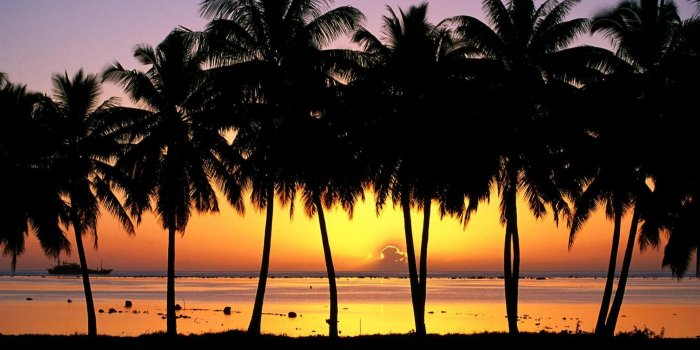 1920x1080 Palm Tree Wallpaper Desktop (69+ images)