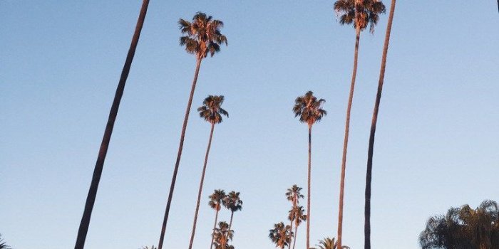 768x1024 LA palm tree street | trees in 2019 | Palm trees, Palm, Tree line