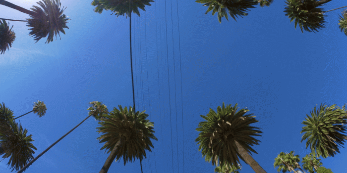 4096x2160 Los Angeles Palm Trees Wallpaper (75+ images in Collection) Page 1