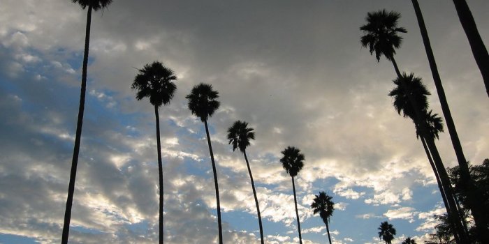 1024x768 55+ Los Angeles Palm Trees Wallpapers - Download at WallpaperBro