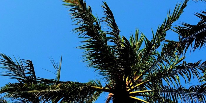1600x2844 Palm Trees Wallpapers