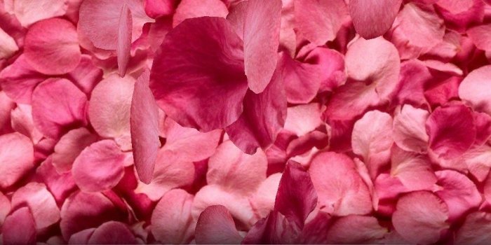 1024x768 Petals 3D Live Wallpaper for Samsung Galaxy S Duos 2 2018 – Free