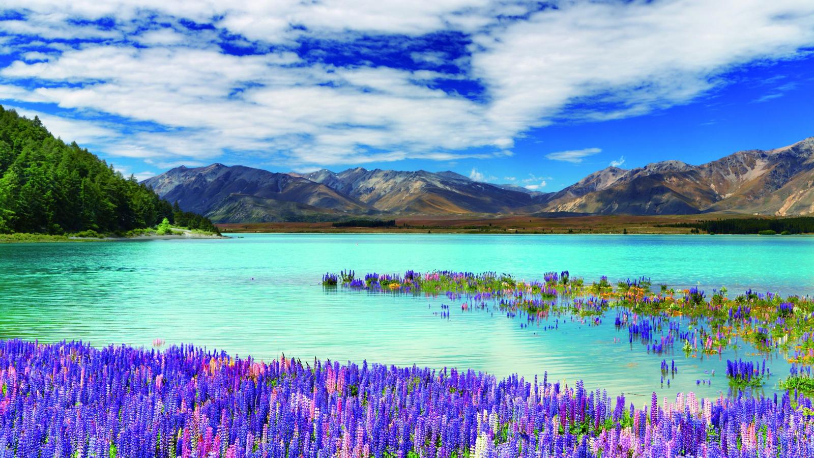 3840x2160 Wallpaper New Zealand, river, mountains, flowers, clouds, 4k, Nature