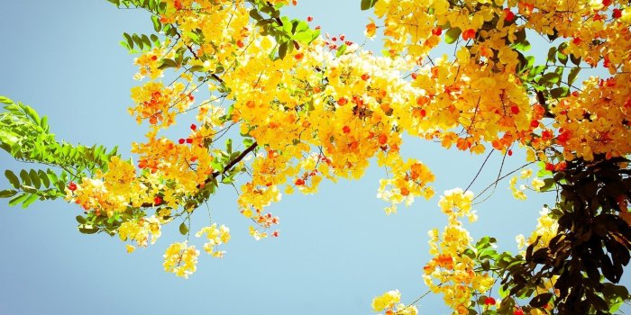 1920x1200 Cherry Blossom Yellow Wallpapers - Top Free Cherry Blossom Yellow