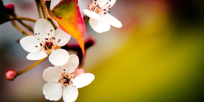 2560x1600 Cherry Blossom Yellow Wallpapers - Top Free Cherry Blossom Yellow