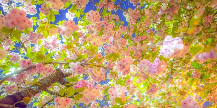 2048x1363 Cherry Blossom Yellow Wallpapers - Top Free Cherry Blossom Yellow