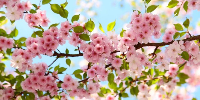 1366x768 Cherry Blossom Yellow Wallpapers - Top Free Cherry Blossom Yellow