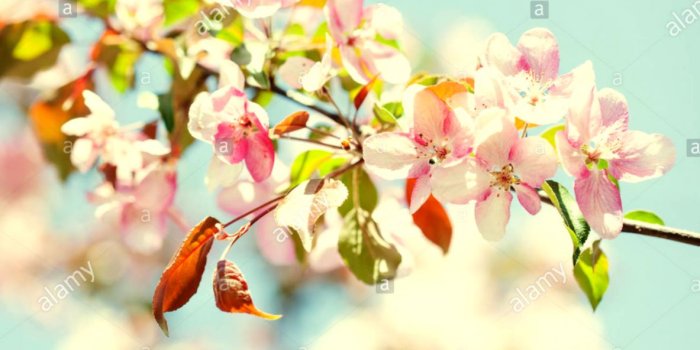 1183x860 Spring Branches Buds Flowers Photo Hd Wallpaper | Wallpapers Simple