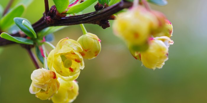 5712x3808 Yellow Cherry Blossoms in bloom during daytime HD wallpaper