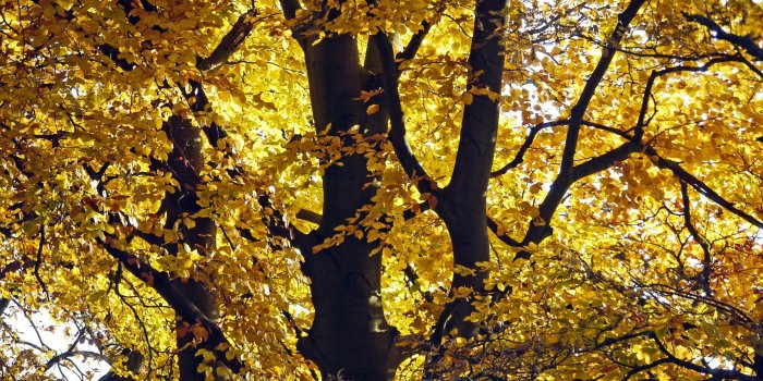 2837x2128 cherry blossom free image | Peakpx