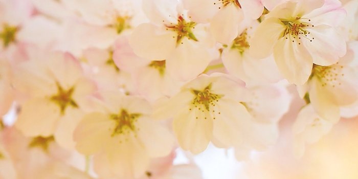 1125x2436 iPhoneXpapers.com | iPhone X wallpaper | mm38-flower-blossom-cherry