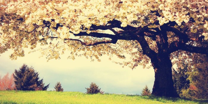2560x1440 Cherry Trees #6918949