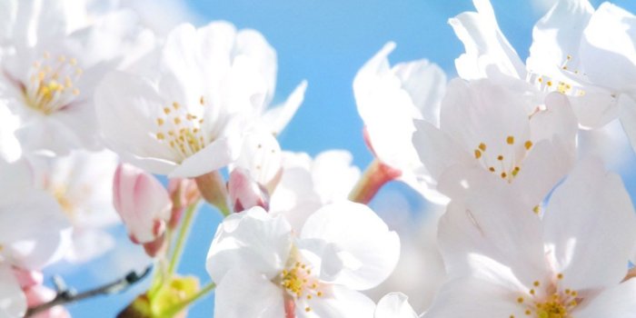 1080x1920 colorful #iphone #wallpaper #apple #spring #pupa #red #pink #blue