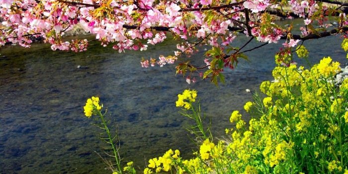 1024x768 Free Wallpaper - Free Flower wallpaper - Cherry Blossom 3 wallpaper