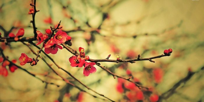 1920x1080 Red blossoms wallpaper - Flower wallpapers - #15627
