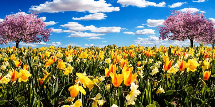 5020x2219 cherry blossom tree surrounded with garden of yellow tulips free