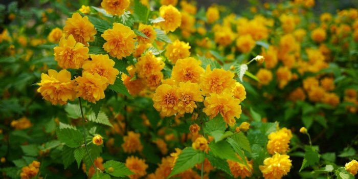 1920x1200 Yellow blossoms [3] wallpaper - Flower wallpapers - #33605