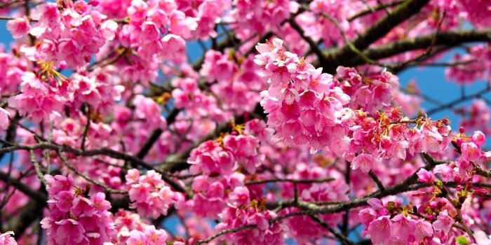 1024x768 Cherry-Blossom Vodka, Anyone? | cannotlivewithout | nature | Cherry