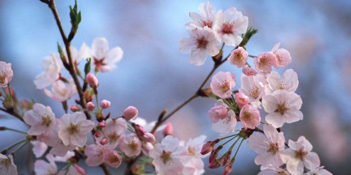 1024x768 Cherry Blossom Viewing : Blomming Japanese Sakura - Japanese Cherry