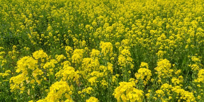 1536x2048 Free Cherry Blossom Wallpaper For iPhone and iPad » Les Taylor