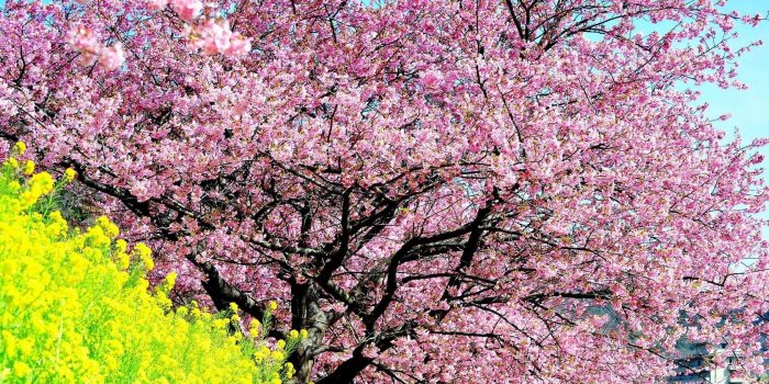 1680x1050 Download wallpaper 1680x1050 cherry, blossom, tree, spring, slope