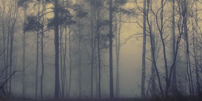 1920x1080 Wallpaper forest fog | foggy forest in 2019 | Forest wallpaper