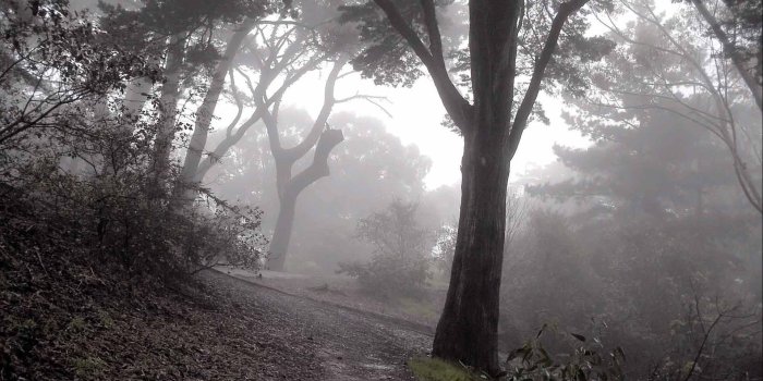 1920x1080 HD Cold Forest Fog Wallpaper | Design set | Nature wallpaper, Tree
