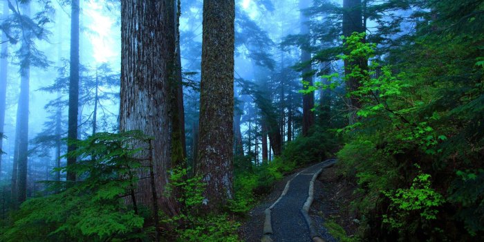 1920x1080 Fog Tag wallpapers Page 13: Lovely Trail Foggy Forest Hill Fog HD